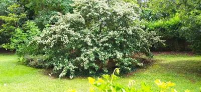 Jardin de l'établissement Charmant F2 Paris Expo Versailles